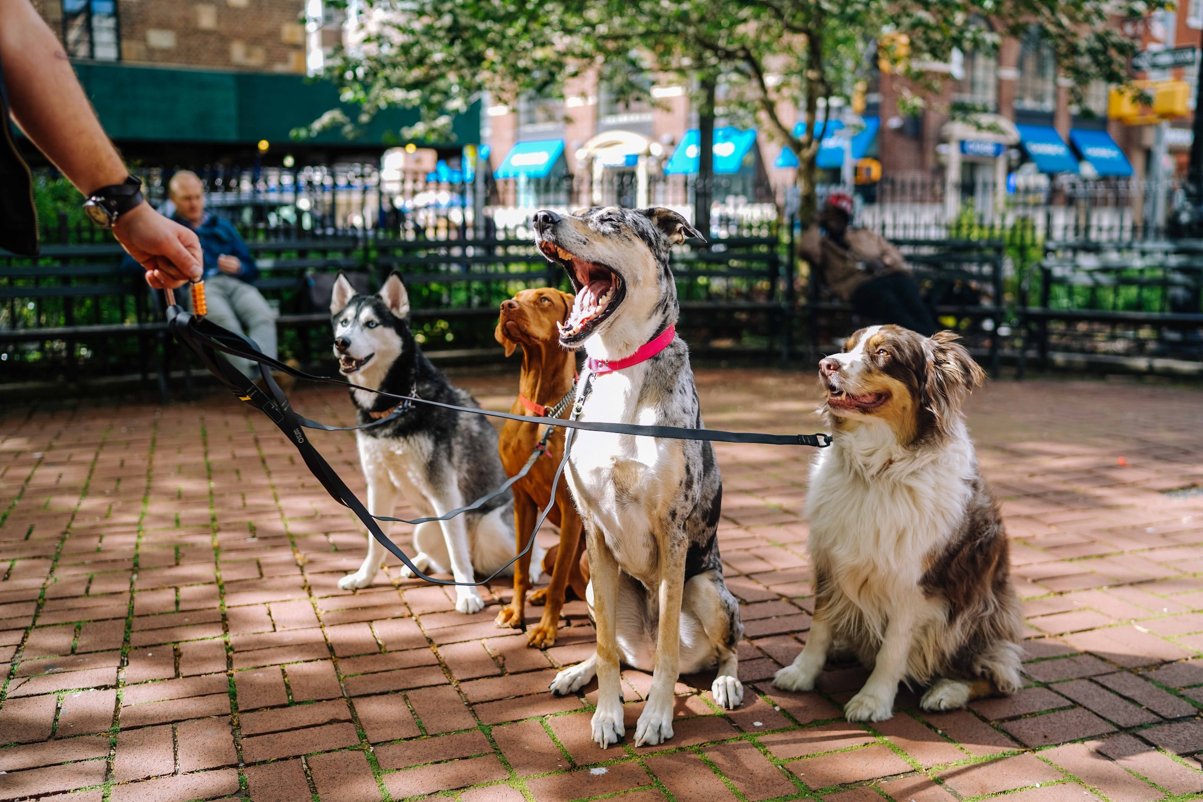 Dogs outside