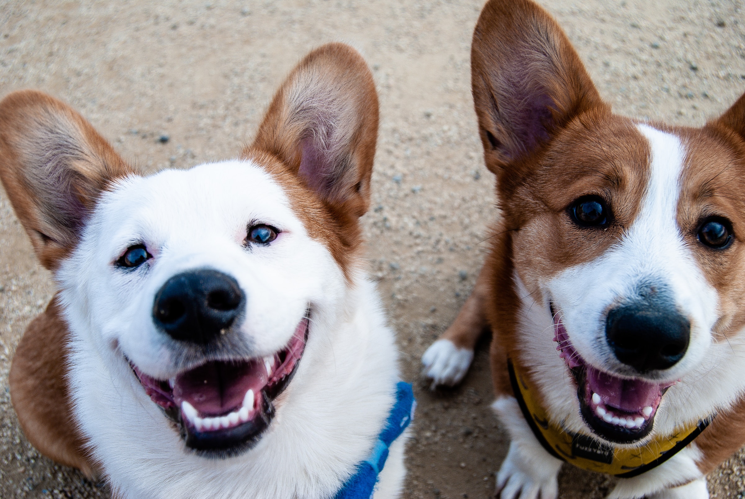 Dogs smiling